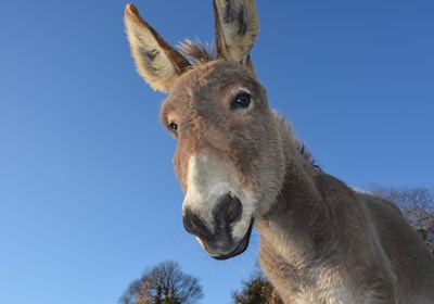 Being a pain in the backside