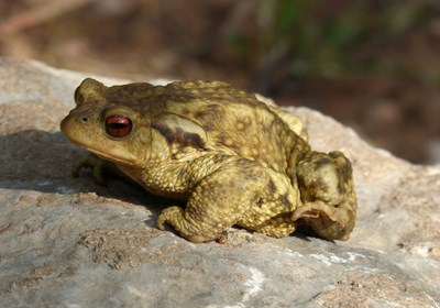 Become your brand - warts and all