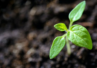 Instant growth strategy