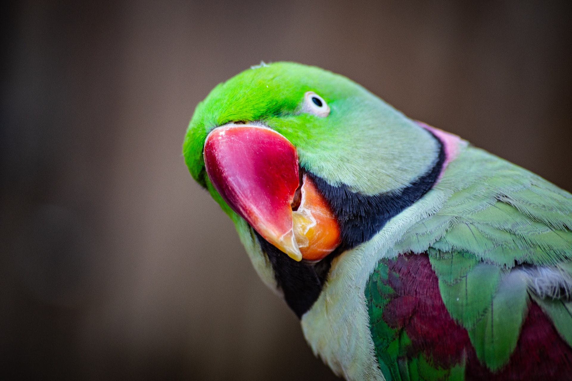 Paraphrasing vs parrot phrasing