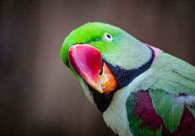 Paraphrasing vs parrot phrasing