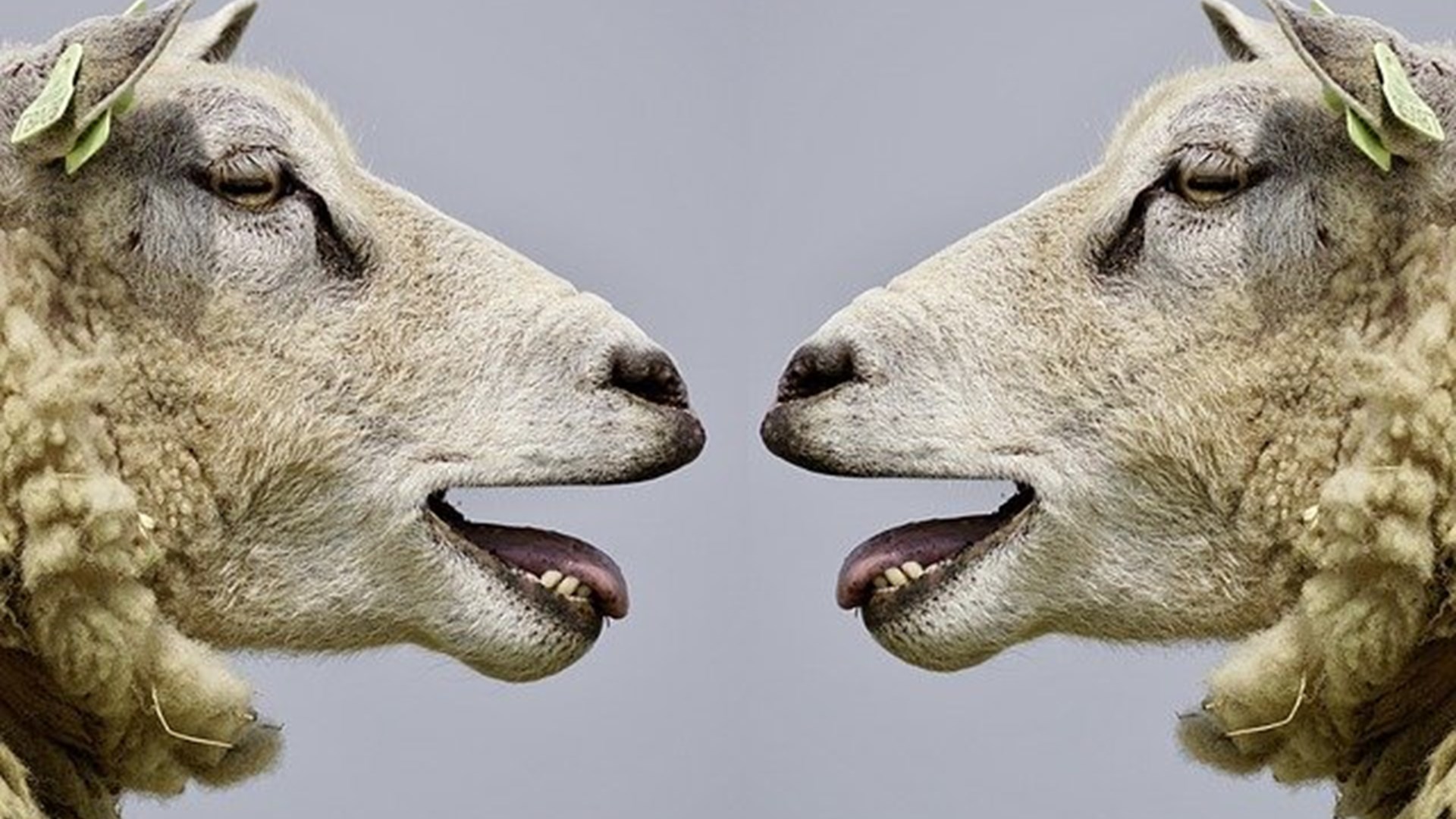 Have you found your brand voice yet?